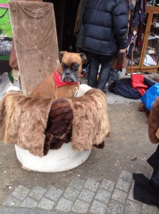 A less fancy dog but still he has furs